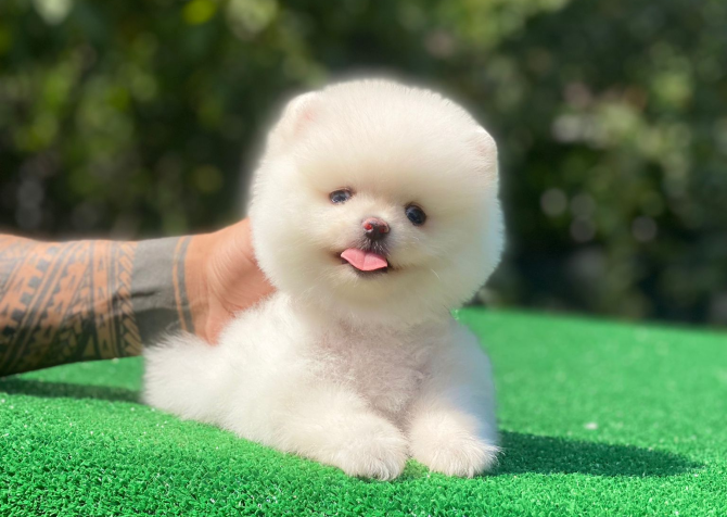 Pofuduk pomeranian bebekler